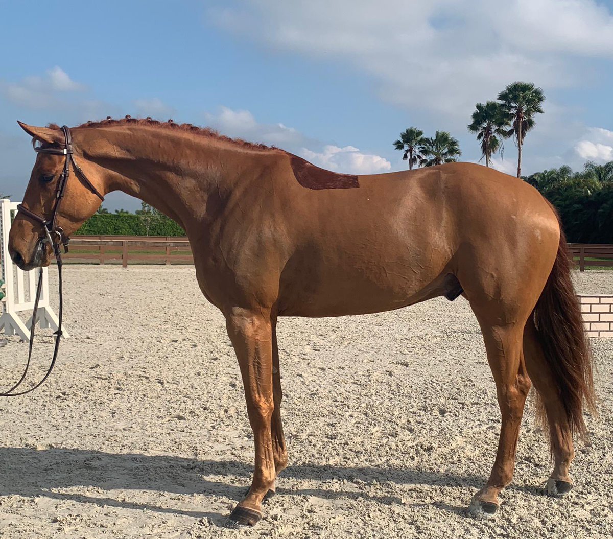 🎉sold🎉 Homebred by Obourg/Quinar hunter! Qui-Gon Jinn HS. #hyperionstudusa