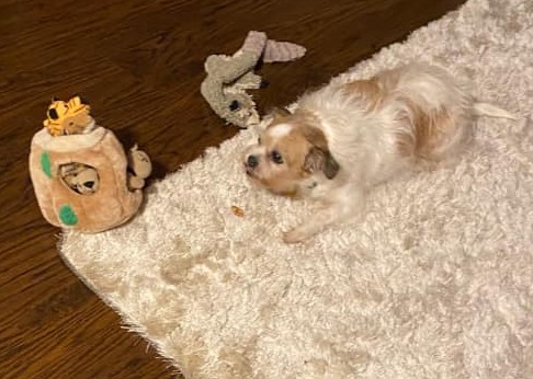 resqpups's tweet photo. Goodnight from STFBR alumni Oliver and Ruby!
#goodnight #adoptdontshop #STFBR #shihtzuandfurbabyrescue #rescuedogs #rescuedogsrock https://t.co/Ne3Y9rynGb