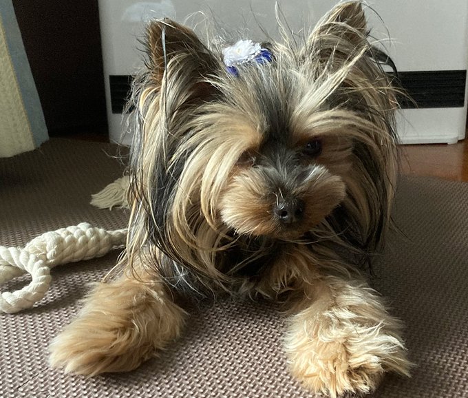 ドヨーンのtwitterイラスト検索結果