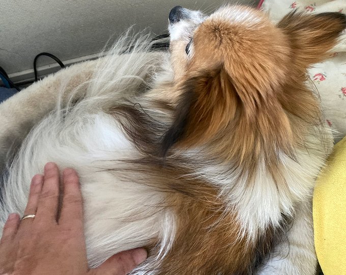 ドヨーンのtwitterイラスト検索結果