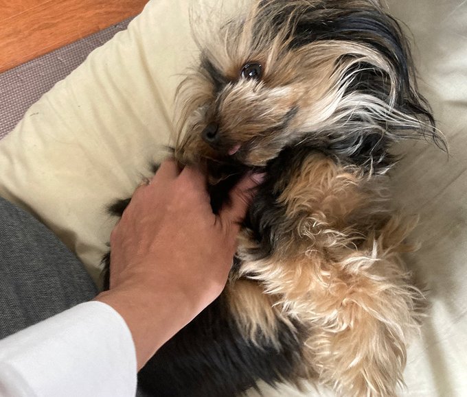 ドヨーンのtwitterイラスト検索結果