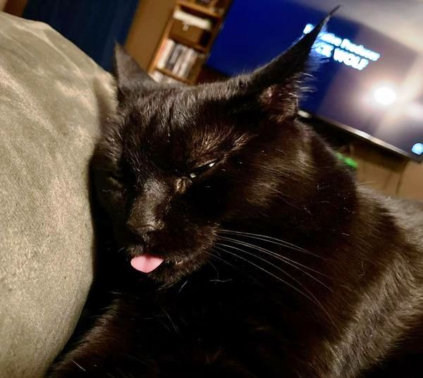 SusieQ6shooter's tweet image. #FadingFast #GoodnightTwitterPals  #DravenTheTherapyCat