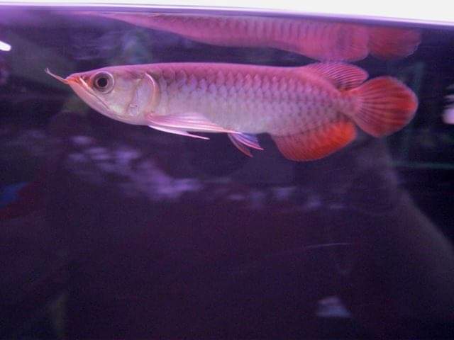 wft0213's tweet photo. 血��龍7110231872(10~12CM)
山水水族官網
https://t.co/2I10Sw04KI

#魚缸訂做 #魚缸造景 #魚缸 #觀賞 #觀賞魚 #水族 #熱帶魚 #水族館 #水族馆 #水族箱  #水族用品 #水族用品店 #賞魚 #魚種  #紅龍 #血紅龍 #古代魚 #烏龜 #異型 #觀賞魚水族 #觀賞魚缸 #水生生物 #kaohsiung #taiwan #高雄 #台灣 #左營 https://t.co/BLuowMD8LM