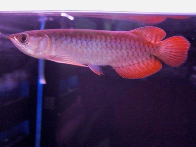 wft0213's tweet photo. 血��龍7110231872(10~12CM)
山水水族官網
https://t.co/2I10Sw04KI

#魚缸訂做 #魚缸造景 #魚缸 #觀賞 #觀賞魚 #水族 #熱帶魚 #水族館 #水族馆 #水族箱  #水族用品 #水族用品店 #賞魚 #魚種  #紅龍 #血紅龍 #古代魚 #烏龜 #異型 #觀賞魚水族 #觀賞魚缸 #水生生物 #kaohsiung #taiwan #高雄 #台灣 #左營 https://t.co/BLuowMD8LM