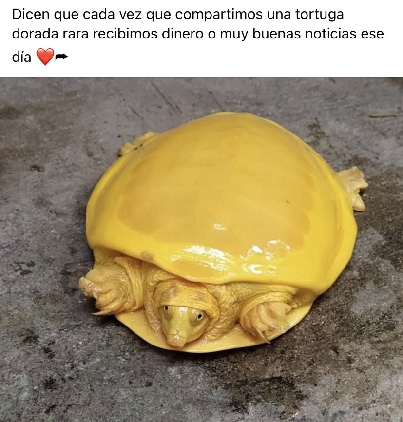 No me puedo arriesgar lo siento