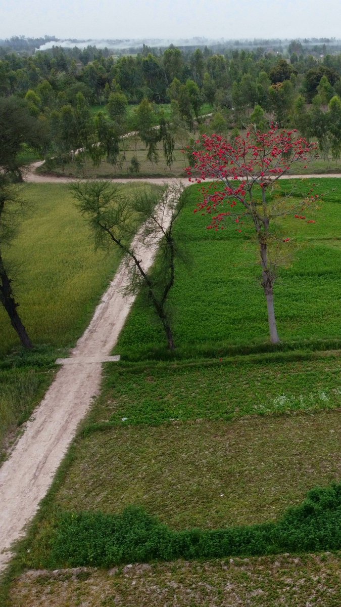 PakistanDestin2's tweet photo. Beauty of My Village
#Punjab 
#PakistanBeautiful 
#KsClick 
🇵🇰💗🌳
👇🏻 https://t.co/7Irx5XUbH4