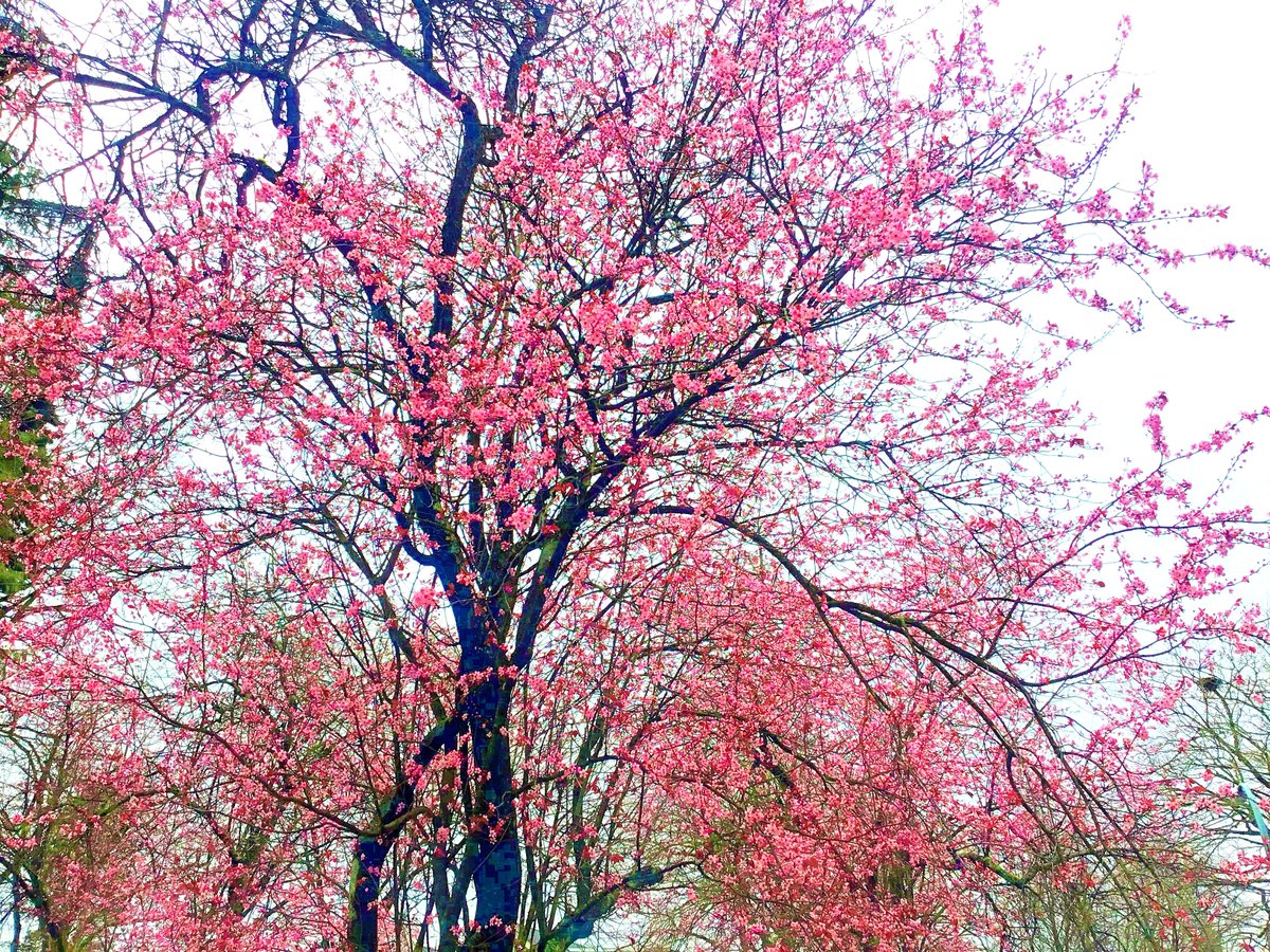 zooloferson's tweet image. Cherry blossoms.