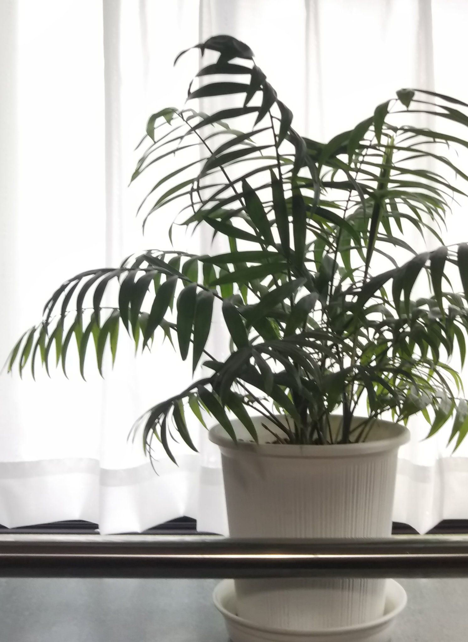 律津夏 観葉植物成長記 ひっそりと自室で無事 冬を越した テーブルヤシ 密かに蕾が 株が大きくなるとよく花咲くのですが 超 地味です 葉はこんなに立派なのに 観葉植物 テーブルヤシ キリトリセカイ T Co 9tuwrut0tp Twitter