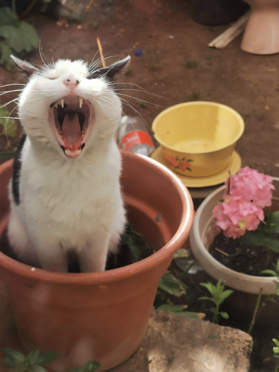alehxiz's tweet photo. Desde Punta Arenas se manifiesta el gato macetero.  Se le nota el descontento #infelicesculiaos 🐈 📢😾😡 https://t.co/3PolEyqZEV