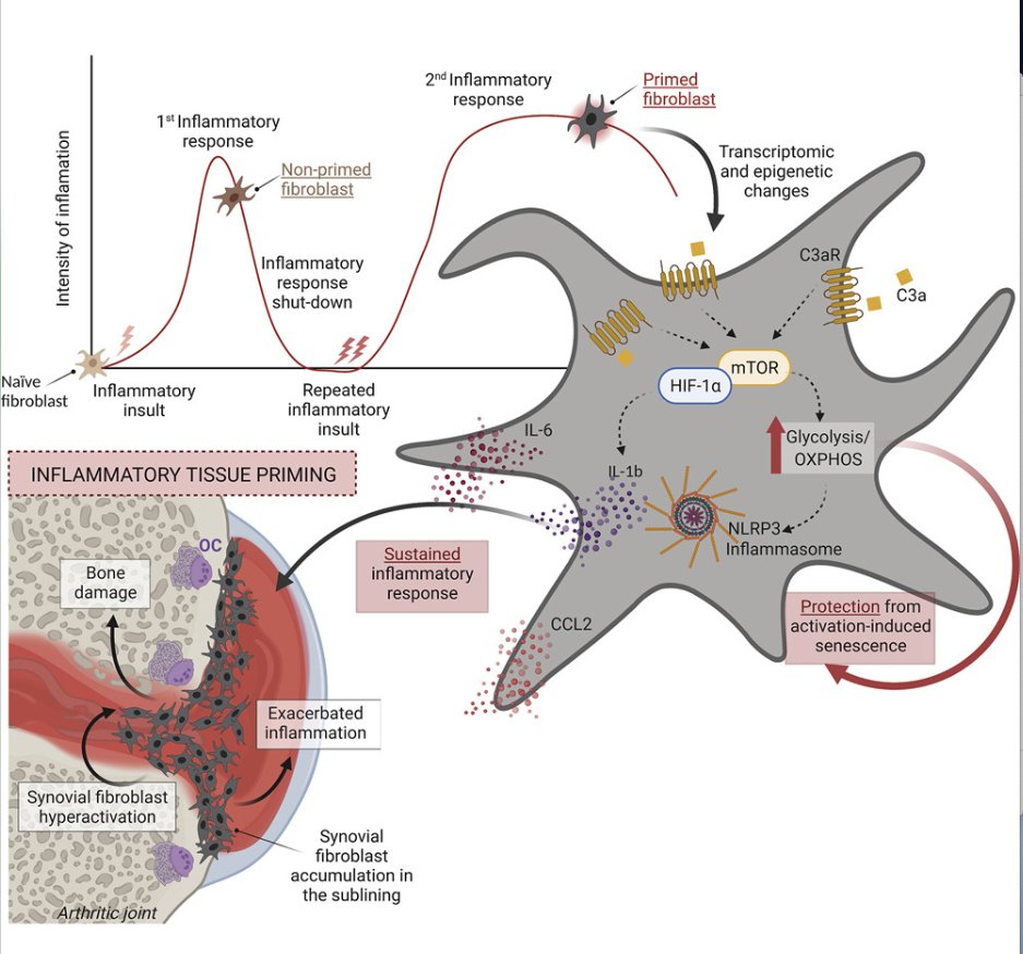 mmw_lmw's tweet image. The #ComplementSystem | drives local inflammatory tissue priming by #MetabolicReprogramming of synovial fibroblasts | Markus Hoffmann @FAU_Germany @ImmunityCP buff.ly/3fcXiFO