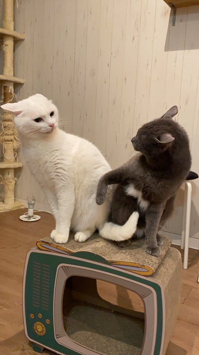 猫カフェtango 本日も猫カフェタンゴ 19時までの受付でオープンいたしております 爪とぎが大人気です 笑