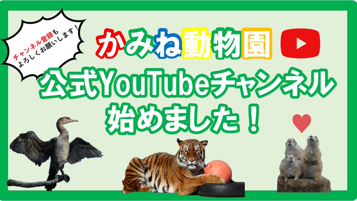 日立市 公式 かみね動物園が公式youtubeチャンネルを開設しました 動物 の面白い行動や迫力満点の姿を見ることができる かみね動物園公式youtubeチャンネル 飼育員さんの解説つきで 普段見ることができない動物の生態を知ることができちゃい
