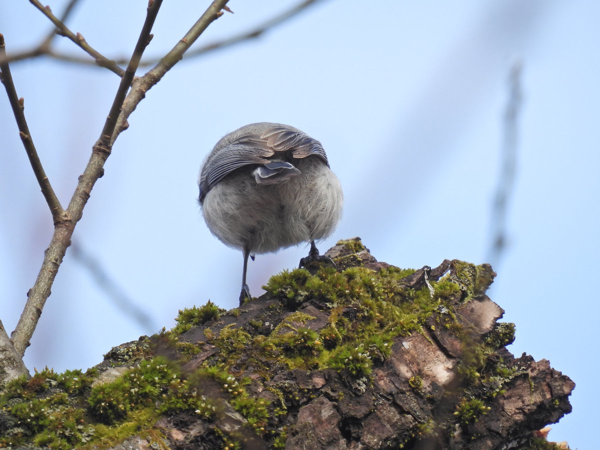 hiro_watching's tweet photo. 頭隠して・・・
Hide your head.
#コガラ #Willow_tit https://t.co/m1YaHOBpIN