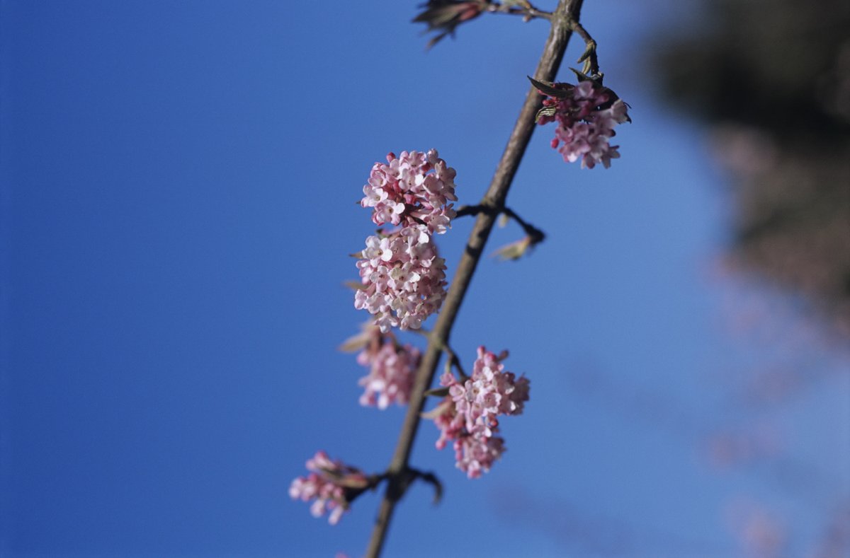 nationaltrust's tweet photo. Spring is in the air but has the blossom started blooming near you? 

Add your sightings to our #BlossomWatch map with a tweet and your location settings turned on: https://t.co/dFXqE9TUuO https://t.co/NAy9EsAM3y