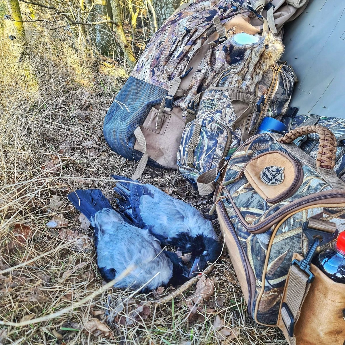 Lucky_Hunter_'s tweet photo. Jens and his hunting buddy Morten (@maeng_hunting) were asked to do some crow regulation for Jens’ aunt. She was having trouble keeping the crows off her sheep fields. 
@rigemright @danthompsoncalls @luckyduckpremiumdecoys
 #rigemright #danthompsoncalls #luckyduck https://t.co/0LYzV52elz