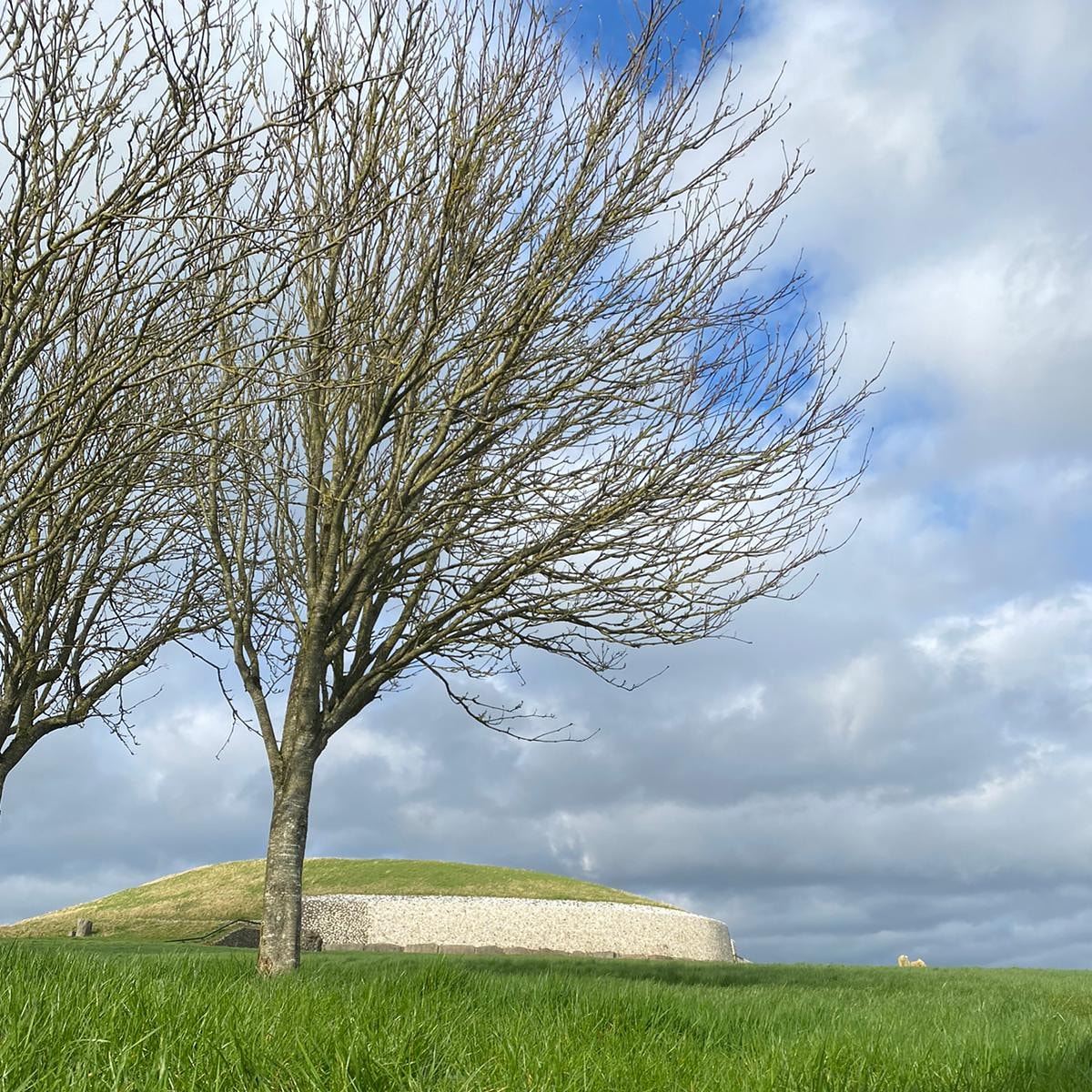 brunaboinneOPW's tweet image. #NationalTreeWeek2021 Mountain Ash at Newgrange 📷Helen. #trees #nature #biodiversity #SpringTime