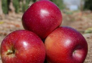 fruittoday's tweet photo. Evolución positiva en la campaña de #manzana y #pera @FEPEX_EU https://t.co/aJ4riK0GCK @Afrucat #ASOCIAFRUIT #APEPH #EXCOFRUT #ARIFRUT #FEXPHAL https://t.co/YNM0WpRBy7