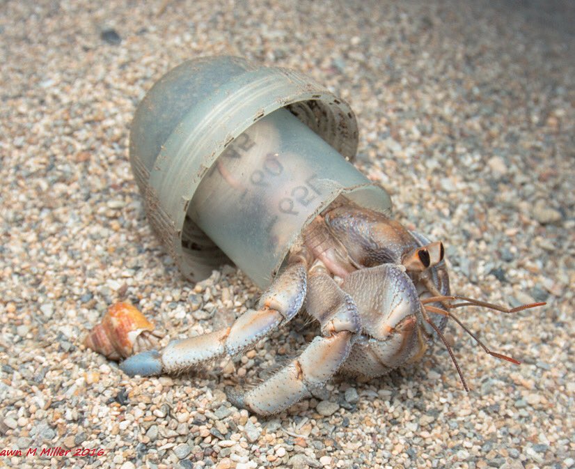 Switch4Nature's tweet photo. Blueberry Hermit crab adapting with a Laundry derergent cap.
Project: Crabs with beach trash homes by Shawn Miller.
Read more about this project
https://t.co/pe6eck3Vhu...
#millercrabproject #millercrab #crustaceans #hermitcrabsofinstagram #bbcwildlifepotd #conservation https://t.co/hYNYfnP2BF