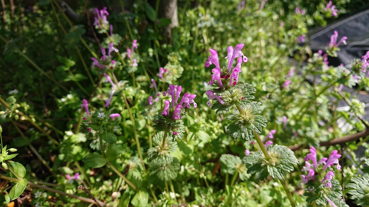 Neightg Pa Twitter 小さい頃にホトケノザを見つけては蜜を味わっていませんでした ﾟvﾟ W