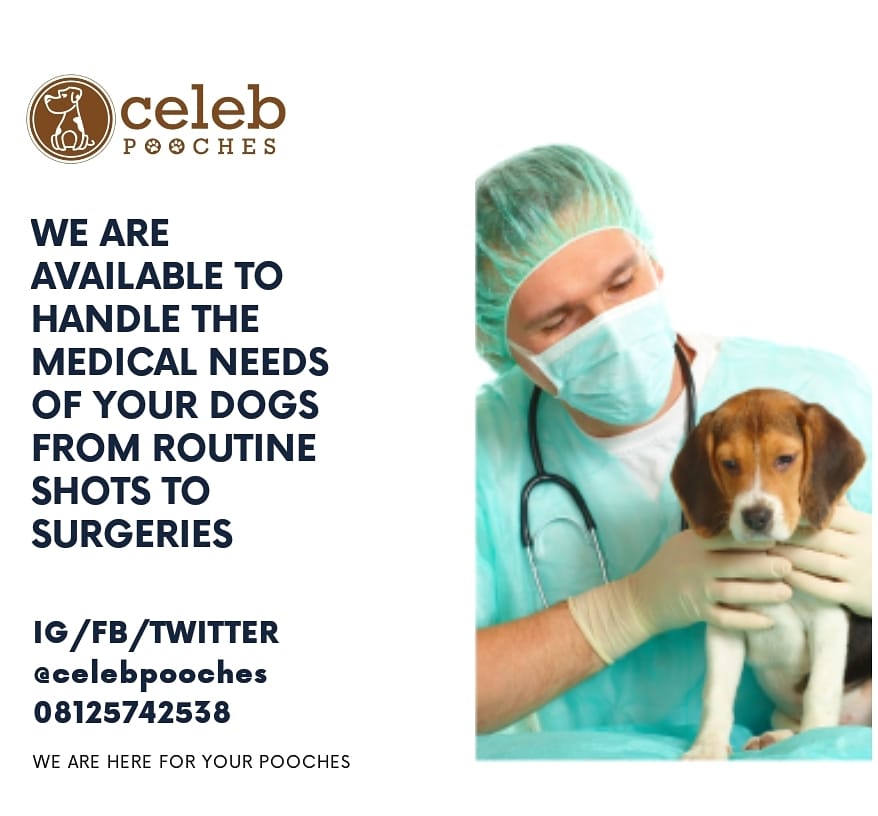 CelebPooches's tweet photo. Our Services are MOBILE🐶👌

#celebpooches #dogsalesinlagos #dogvetinlagos #vetinlagos #dogtrainerinlagos #dogboardinginlagos #dogaccesoriesinlagos #dogservicecompanyinlagos https://t.co/sKsQSsYZsU