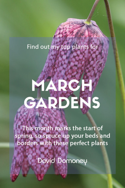 March is a wonderful month; when new growth starts in earnest in the garden and we welcome the official start of spring. So here are my top 10 choices for adding colour and beauty to your garden this March.

👉  bit.ly/3e4MUiM