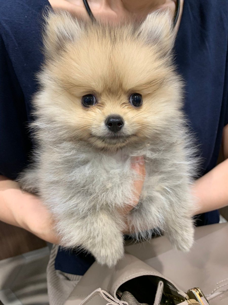 zzn42's tweet photo. @Uro__is FF外から失礼します。
もうすぐ1歳になる我が家の犬です！ご査収ください！！ https://t.co/VTjljBdFrs
