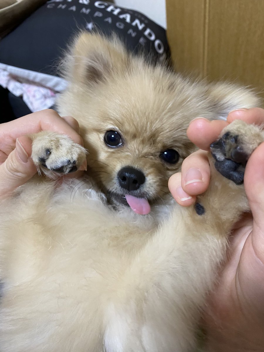 zzn42's tweet photo. @Uro__is FF外から失礼します。
もうすぐ1歳になる我が家の犬です！ご査収ください！！ https://t.co/VTjljBdFrs