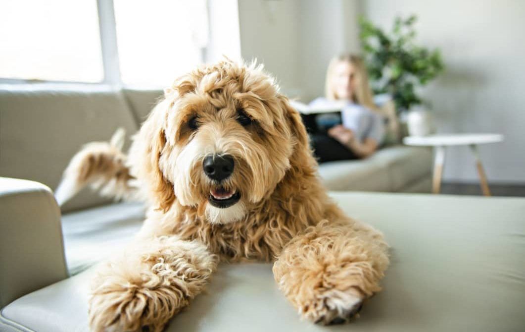 SuNoticiero's tweet photo. Tips para cuidar a tu perro https://t.co/hRzBJrea9s https://t.co/pL1Xn1nH5L