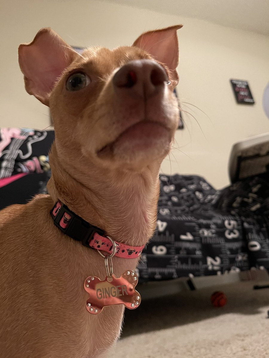 nataliegparsons's tweet image. Little delayed on the #NationalPuppyDay! But in CELEBRATION, you know an #adoption is officially official when the #QuickTag #RoseGold #dogtag arrives: GINGER’s mine now (for realz)‼️ #chihuahua #ratterrier #dachshund #rescuedog #fosterfail #puppylove #dogmomlife