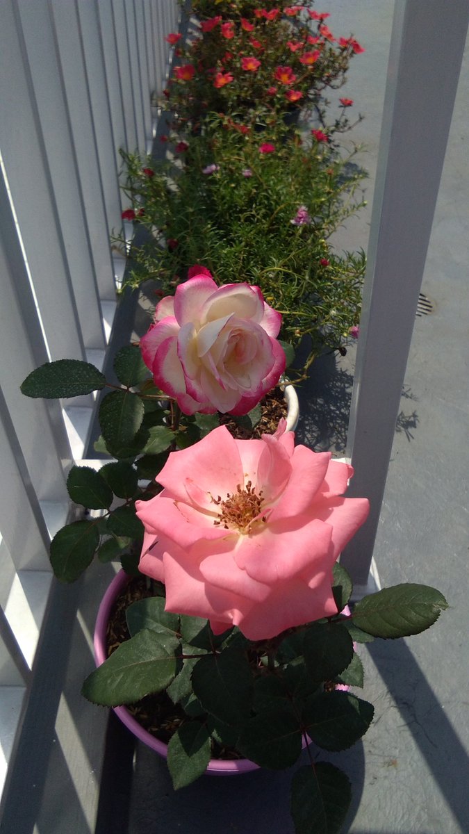 Lasyalalaa's tweet photo. 🌷 https://t.co/NJCQOzPqkP