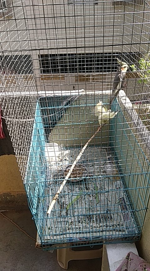 Lohith9828's tweet photo. @ApolloPaints_IN I want to paint my Cage
Which type of paint is best https://t.co/7qJ6bvclop