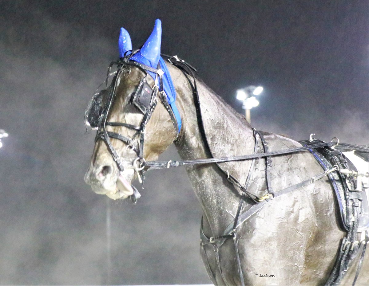 hoosiernations's tweet photo. Nirvana will soon be at hand.

Will @TraceTetrick win a 10th driving title &amp; can he maintain his lead at MVG? He's also chasing 6000 wins

@joeyputnam13 &amp; #RockinNola are back. 
#BridgeToJesses a 4x ISS winner &amp; millionaire returns
More story lines later #PartyInTheCornfield https://t.co/sMcmmyfFlH