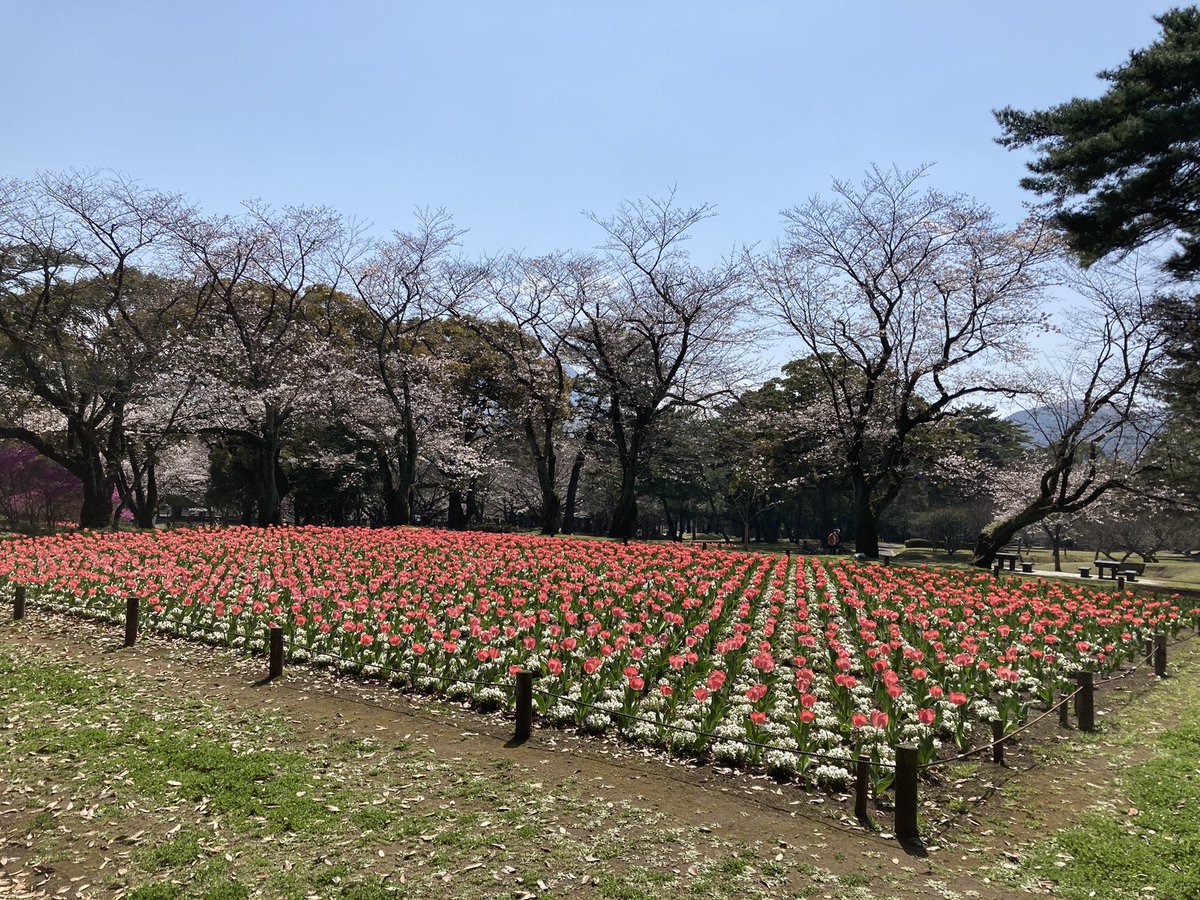 makunmktwo's tweet photo. 今日の別府公園。
桜もいい感じ。
２年近く上京できず
恒例の散歩できませんが
来月はチケットは確保…
できるのか？ https://t.co/ln5FY1yW26