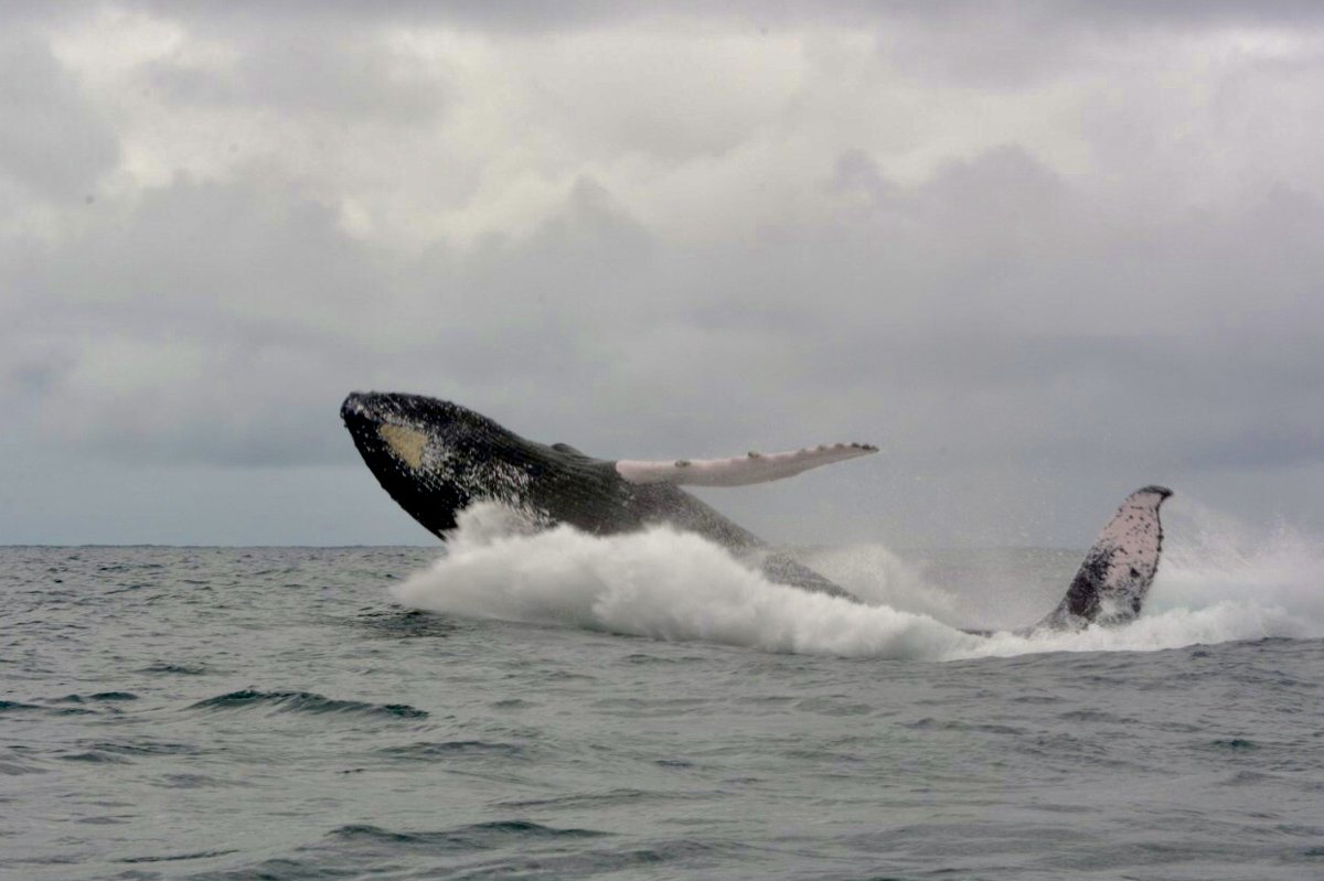 Fundación Macuáticos Colombia tweet media