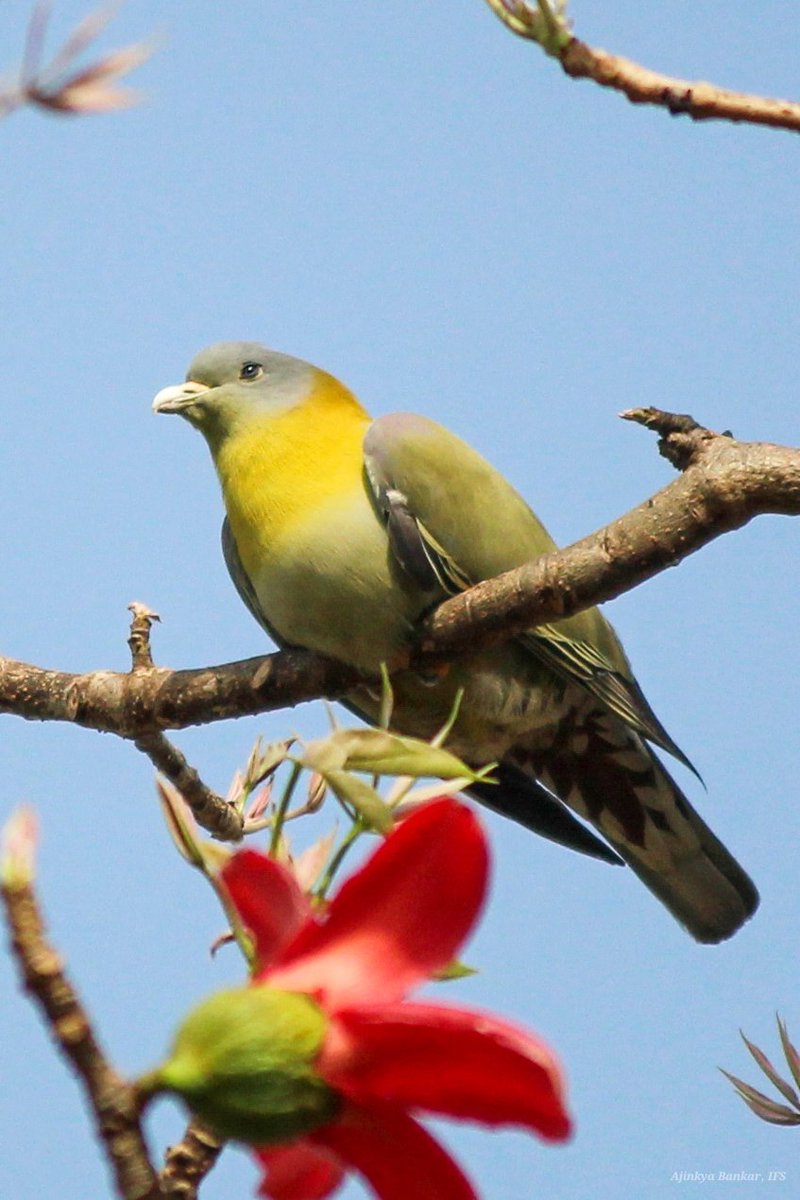 ajinkyabankar's tweet photo. हरियाल(Yellow-footed Green Pigeon) कबूतर की एक सुंदर प्रजाति है। ये पेडों पर अपना भोजन लेते हुए काफी मनमोहक लगते हैं। अनेक प्रकार के फल खा कर बीजों का किफायती प्रसार करने में यह माहीर है।शिकार के कारण यह कुछ प्रदेशों में मुश्किल में है।
#SaveBirds #ImproveEnvironment
@DfoJamtara https://t.co/K8bXjFnuEE