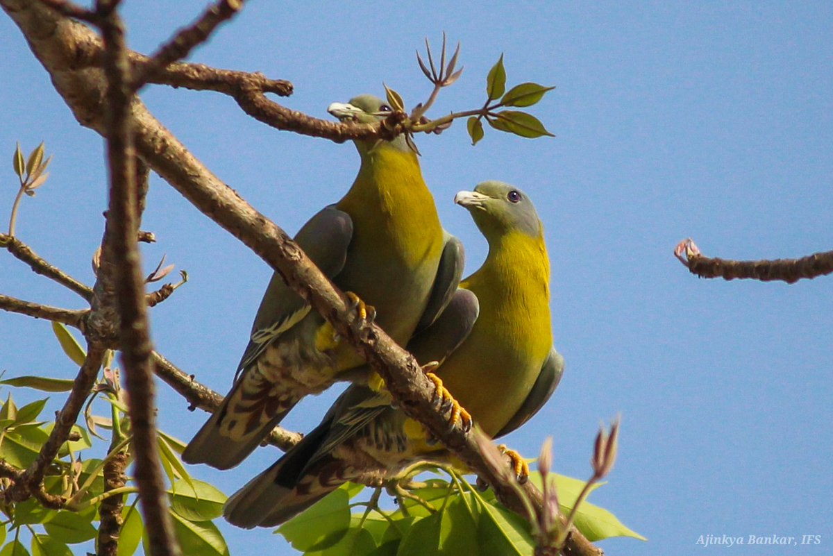 ajinkyabankar's tweet photo. हरियाल(Yellow-footed Green Pigeon) कबूतर की एक सुंदर प्रजाति है। ये पेडों पर अपना भोजन लेते हुए काफी मनमोहक लगते हैं। अनेक प्रकार के फल खा कर बीजों का किफायती प्रसार करने में यह माहीर है।शिकार के कारण यह कुछ प्रदेशों में मुश्किल में है।
#SaveBirds #ImproveEnvironment
@DfoJamtara https://t.co/K8bXjFnuEE