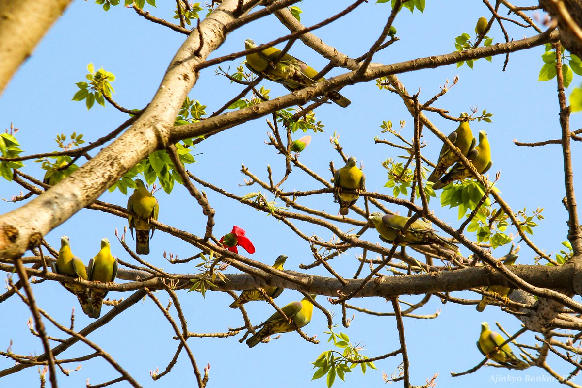 ajinkyabankar's tweet photo. हरियाल(Yellow-footed Green Pigeon) कबूतर की एक सुंदर प्रजाति है। ये पेडों पर अपना भोजन लेते हुए काफी मनमोहक लगते हैं। अनेक प्रकार के फल खा कर बीजों का किफायती प्रसार करने में यह माहीर है।शिकार के कारण यह कुछ प्रदेशों में मुश्किल में है।
#SaveBirds #ImproveEnvironment
@DfoJamtara https://t.co/K8bXjFnuEE