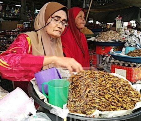 Dr Nik Yahya 在 Twitter 上 Belalang Goreng Serangga Eksotik Sedap Dimakan Dgn Pulut Kuning Pulut Kelapa Nasi Roti Nasi Himpit Popular Di Kelantan Ditangkap Waktu Mlm Di Btg Daun Padi Guna Guni Bila Balik Kg Selalu Tangkap Amp Makan Belalang