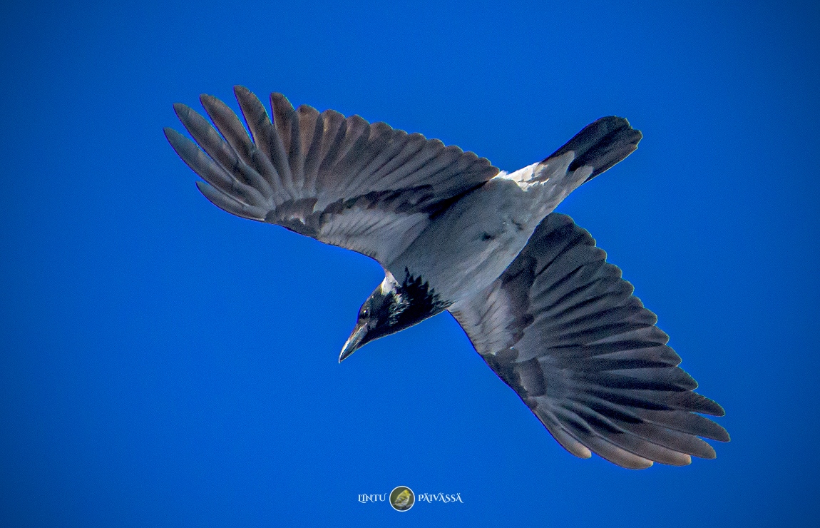 #Varis #Kråka #HoodedCrow
#CorvusCoroneCornix

#Linnut #Birds