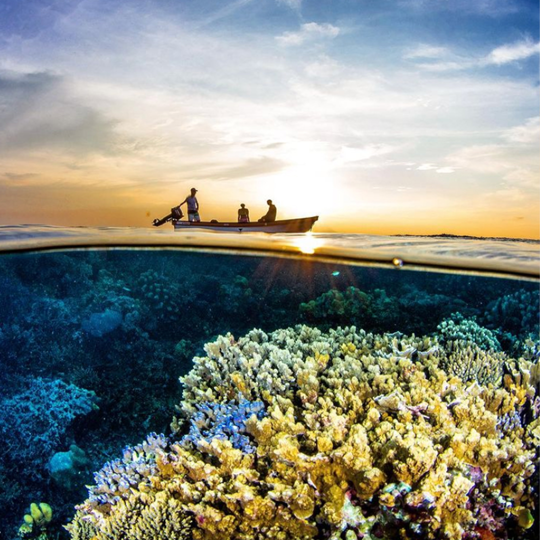 g_fridriksson's tweet photo. #PNGis a world of colour and life – wherever you look. 🐠 @morganbennettsmith (IG) https://t.co/xZP19gmjyx