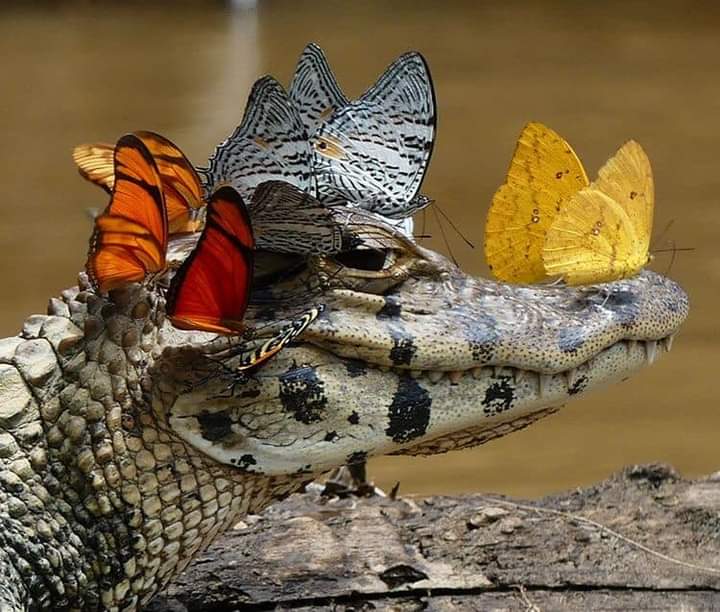 MirjanaMilorad3's tweet photo. Svet životinja
#animal #world #baterfly https://t.co/upQtbHwccR