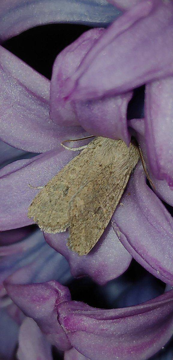 <a href="/vlinderNL/">De Vlinderstichting</a> <a href="/Nachtvlinders/">Nachtvlinders</a> <a href="/birdingstip/">Anthonie Stip</a> in #mijntuinleeft is het #mottenspotten begonnen met een algemene kleine voorjaarsuil. En die is toch best leuk!