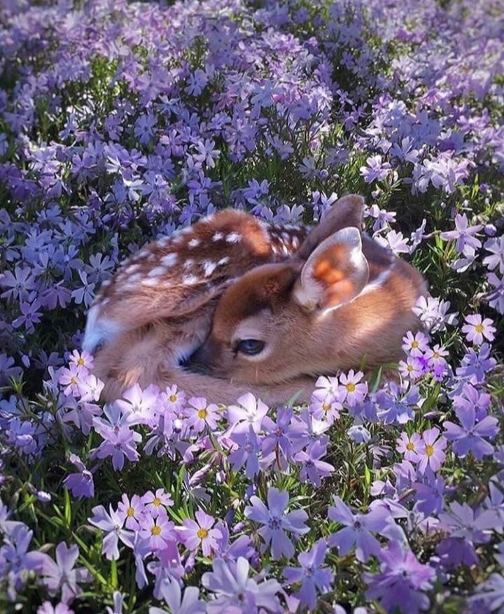 gauthie74757302's tweet photo. Good morning, happy thursday to all, enjoy a wonderful day 🌸🌺💜🤗 https://t.co/qYsZ7psCJF