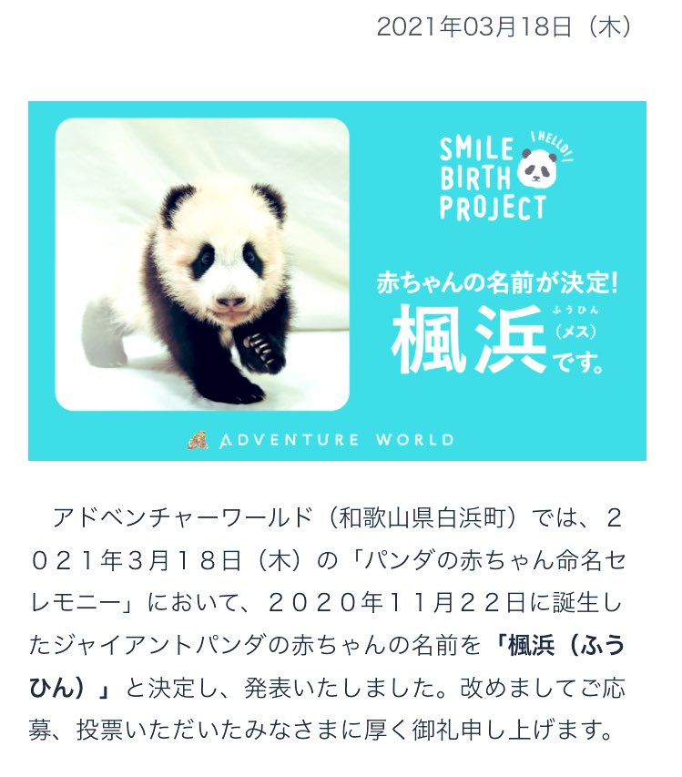 マリオっこ まくシャン なんすか コレは 意外と目が小さいことに驚きました 反社パンダ かわいいです