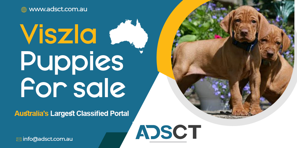 adsctofficial's tweet photo. VISZLA PUPPIES FOR SALE
Visit:- https://t.co/sf3LKqalRs
#adsct #dogsoftwitter #freeclassifieds #dogsforsale #dogsforadoption #dogsforinstagram #dogsforlife #australiasbestcars #australianshepherd #australiandogs #australiandogsofinstagram #dogsofinsta #dogsofinstaworld https://t.co/4gtHEeneN1