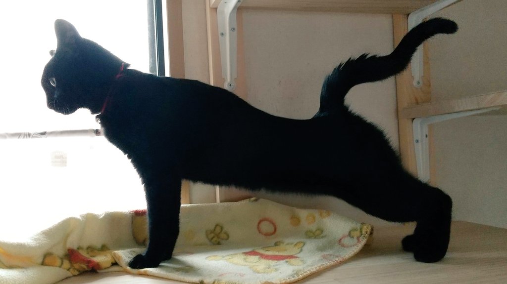 猫のシルエット Twitter Search Twitter 猫のシルエット Twitter Search Twitter