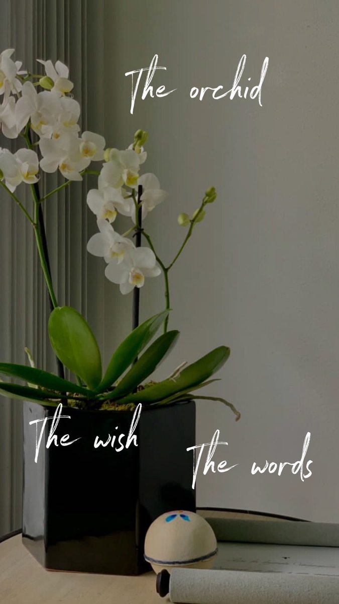 VOLOPAPILIO (@volopapilio) on Twitter photo 