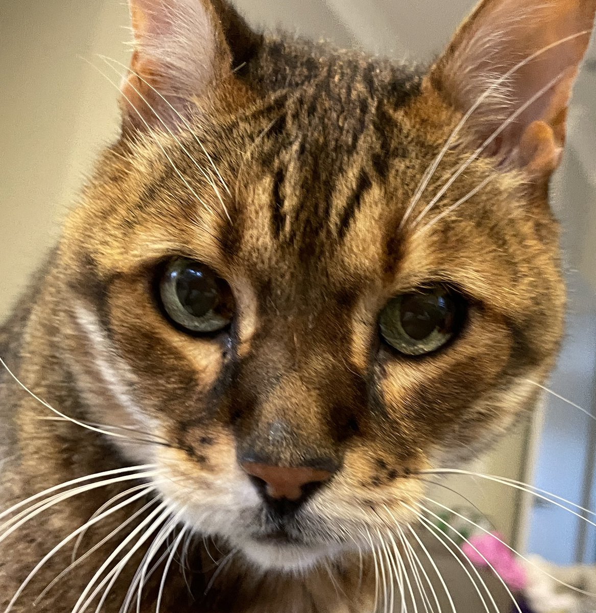 mowglithebengal's tweet photo. What's up #CatsOfTwitter https://t.co/MUqDGCDcAj