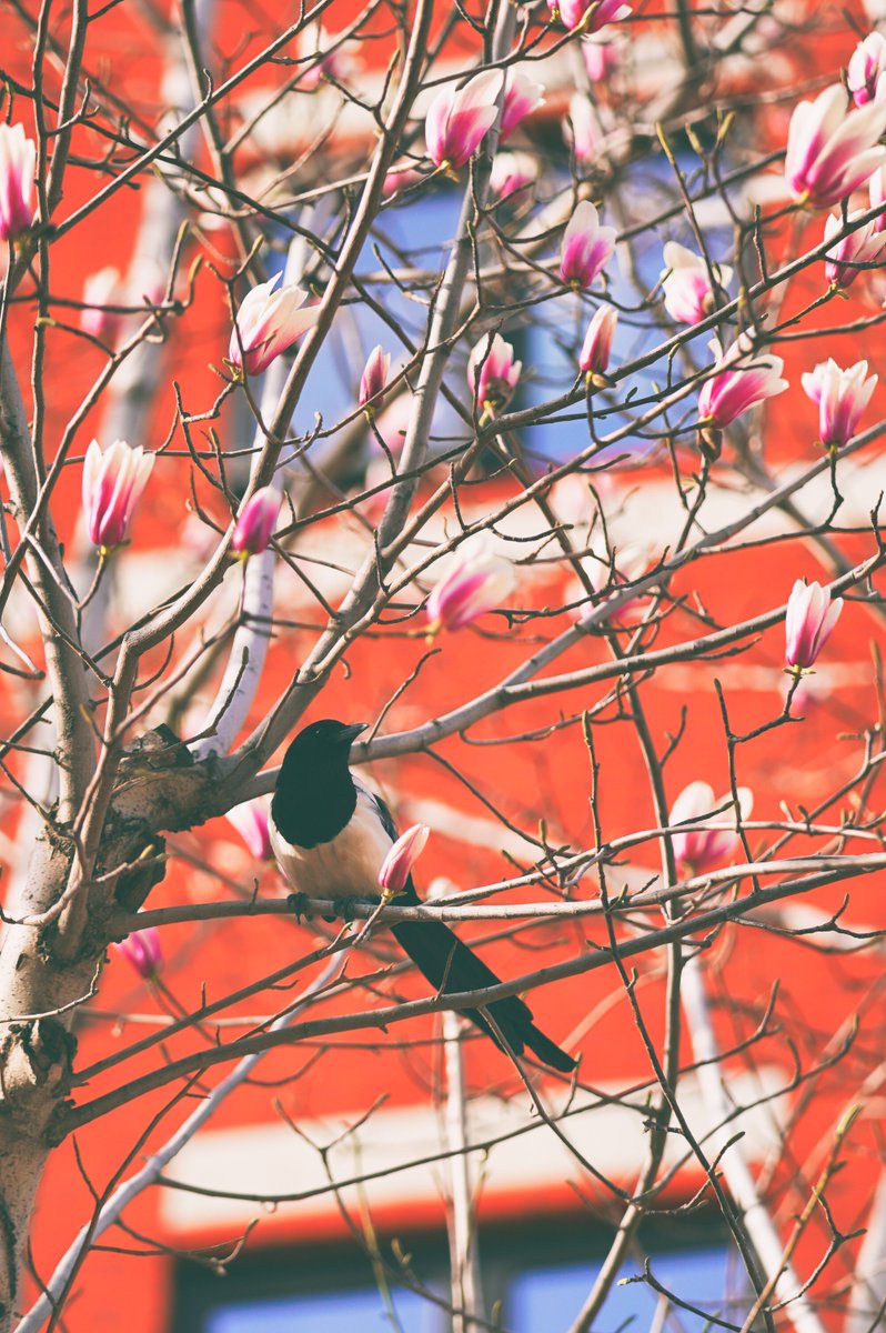 Spring time has many wonders but Magnolia is one of the best.
#Tsinghua #TsinghuaPBCSF #SpringIsComing