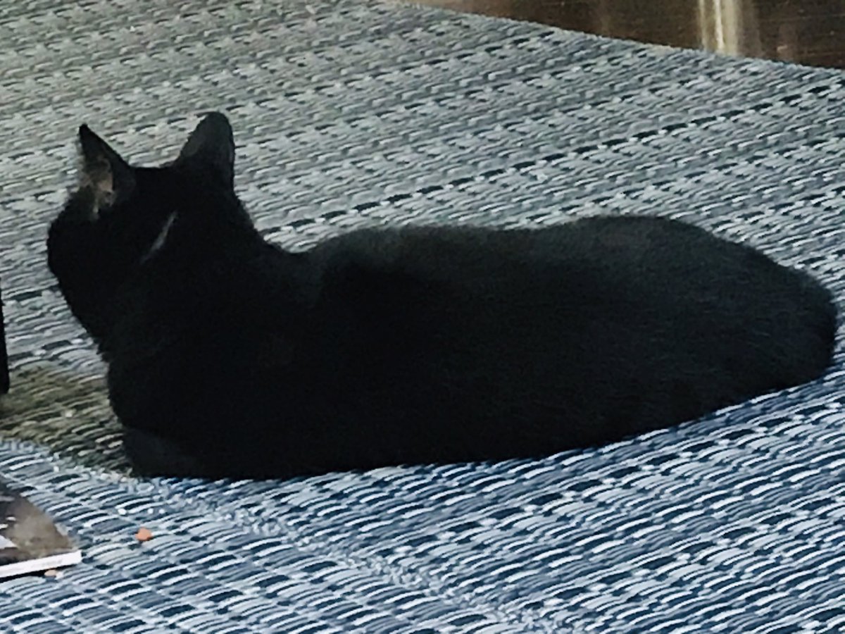 猫さんたちと V Twitter ウチ猫日記 黒猫マリリン嬢 後ろ姿を見せる時 マリリン嬢 が飼い主に背中見せてじーっとしてる時は 声かけてほしいのかなぁと気が削がれるんですが U U